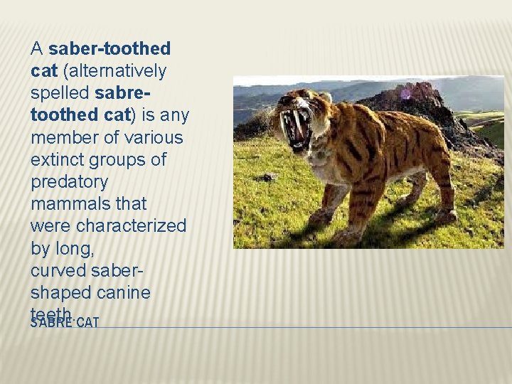 A saber-toothed cat (alternatively spelled sabretoothed cat) is any member of various extinct groups