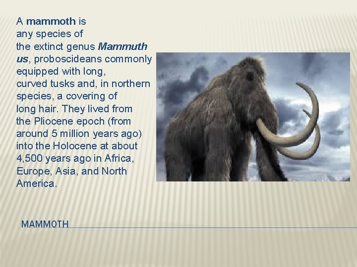 A mammoth is any species of the extinct genus Mammuth us, proboscideans commonly equipped