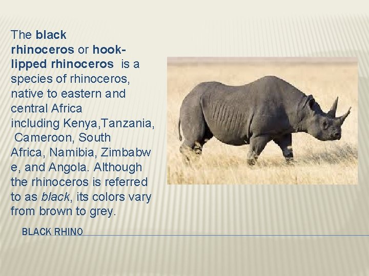 The black rhinoceros or hooklipped rhinoceros is a species of rhinoceros, native to eastern
