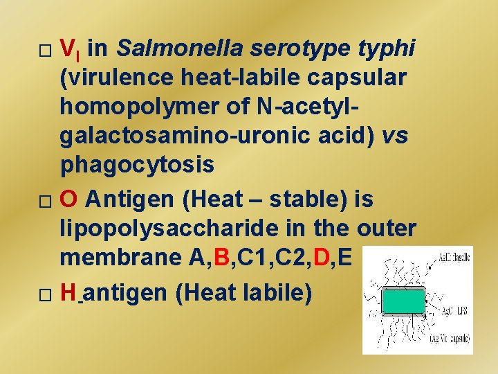 VI in Salmonella serotype typhi (virulence heat-labile capsular homopolymer of N-acetylgalactosamino-uronic acid) vs phagocytosis