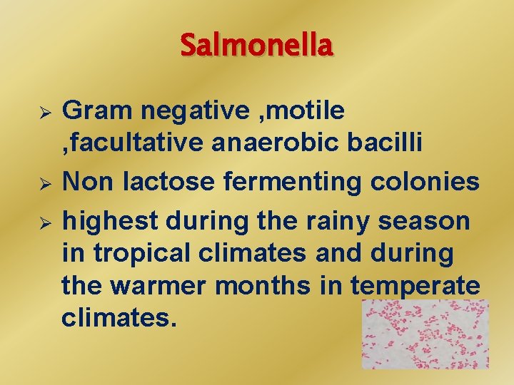 Salmonella Ø Ø Ø Gram negative , motile , facultative anaerobic bacilli Non lactose