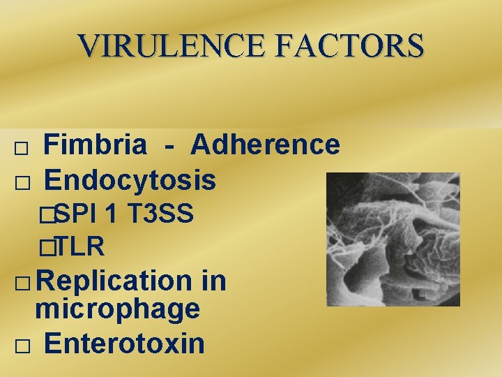 VIRULENCE FACTORS � � Fimbria - Adherence Endocytosis �SPI 1 �TLR T 3 SS