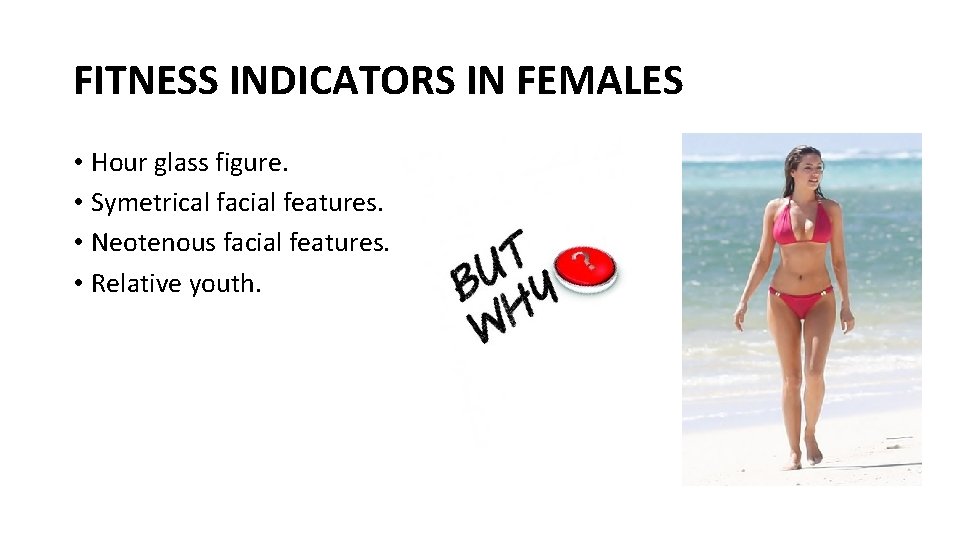 FITNESS INDICATORS IN FEMALES • Hour glass figure. • Symetrical facial features. • Neotenous