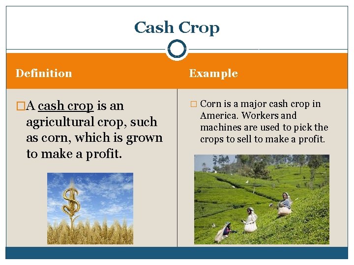 Cash Crop Definition Example �A cash crop is an � Corn is a major