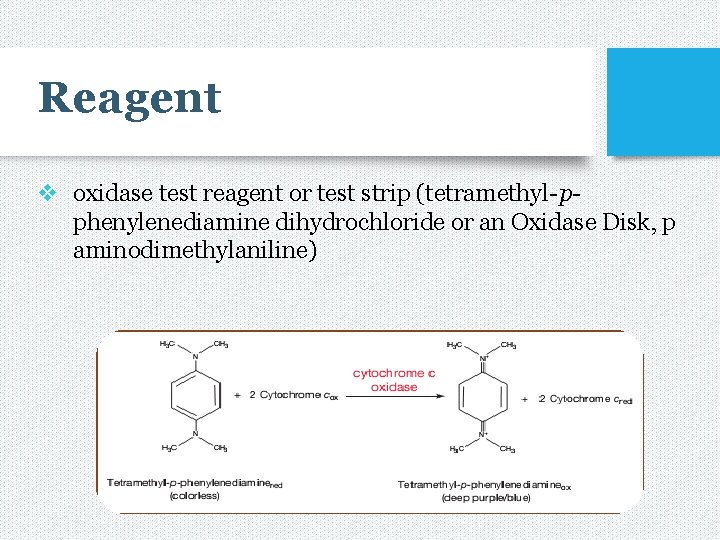 Reagent v oxidase test reagent or test strip (tetramethyl-pphenylenediamine dihydrochloride or an Oxidase Disk,