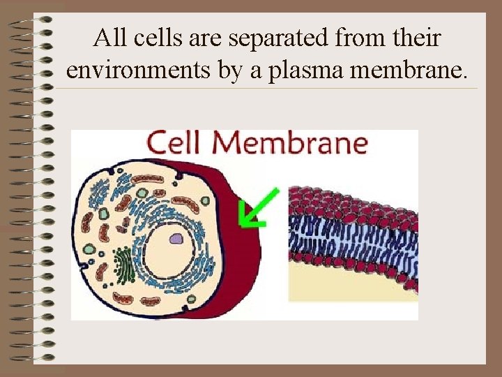 All cells are separated from their environments by a plasma membrane. 