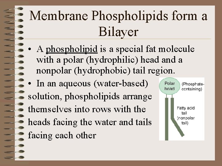 Membrane Phospholipids form a Bilayer • A phospholipid is a special fat molecule with