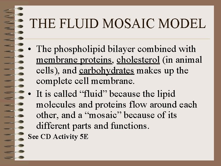 THE FLUID MOSAIC MODEL • The phospholipid bilayer combined with membrane proteins, cholesterol (in