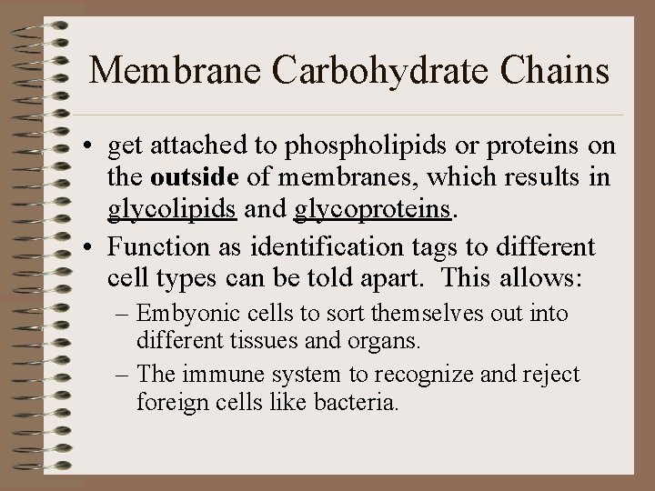 Membrane Carbohydrate Chains • get attached to phospholipids or proteins on the outside of