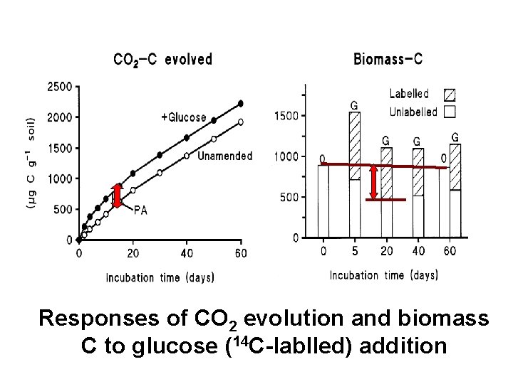 Responses of CO 2 evolution and biomass C to glucose (14 C-lablled) addition 