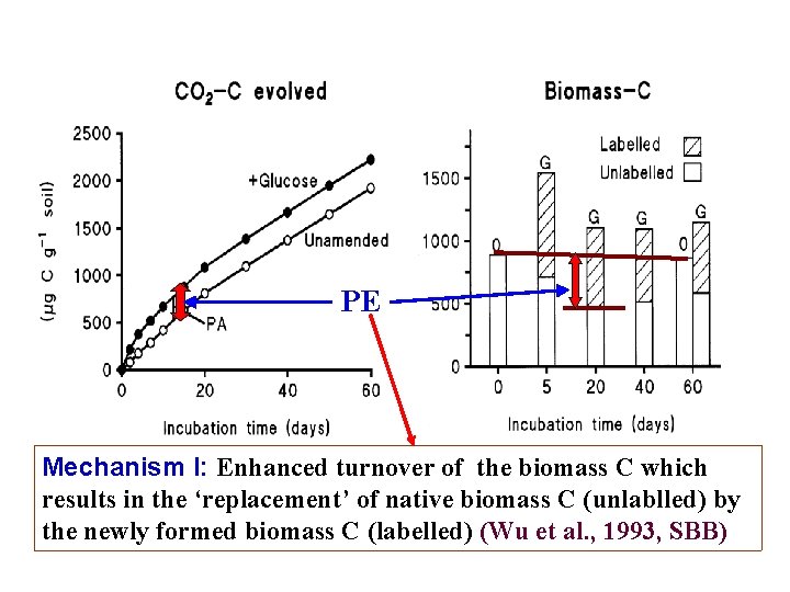PE Mechanism I: Enhanced turnover of the biomass C which results in the ‘replacement’