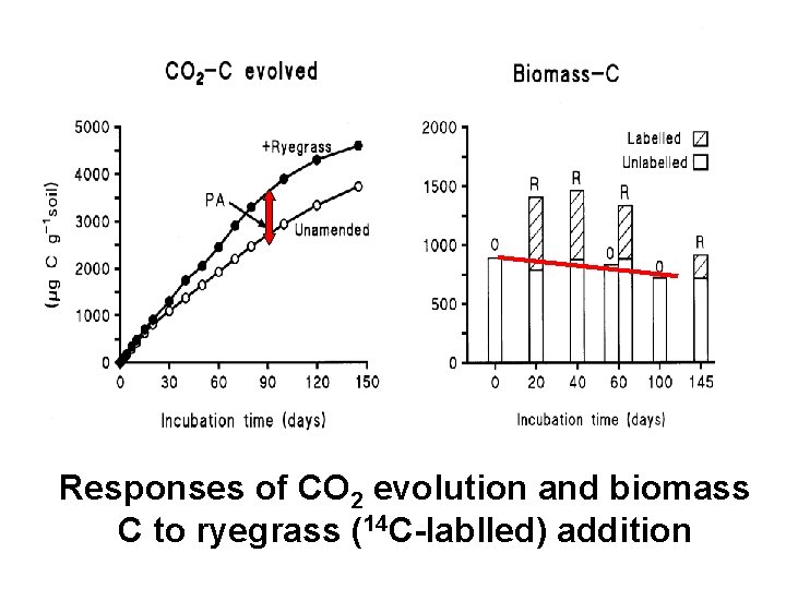 Responses of CO 2 evolution and biomass C to ryegrass (14 C-lablled) addition 