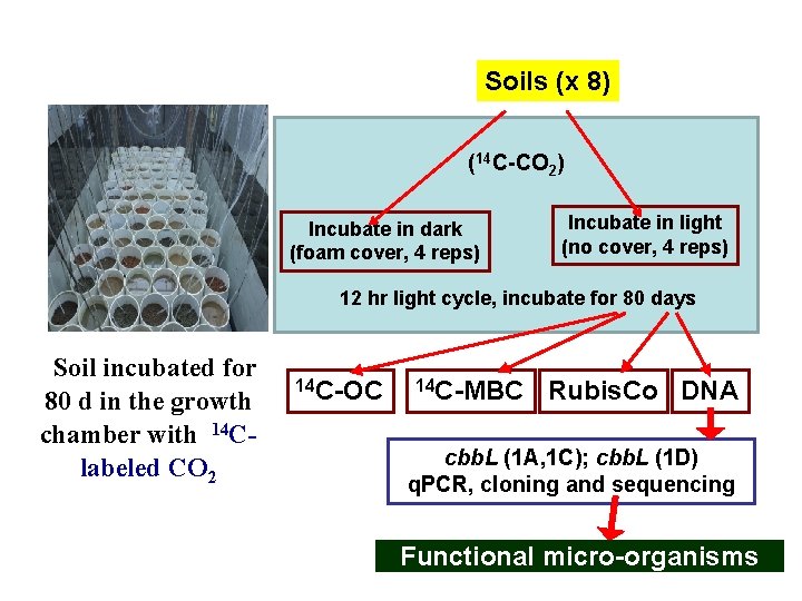 Soils (x 8) (14 C-CO 2) Incubate in dark (foam cover, 4 reps) Incubate