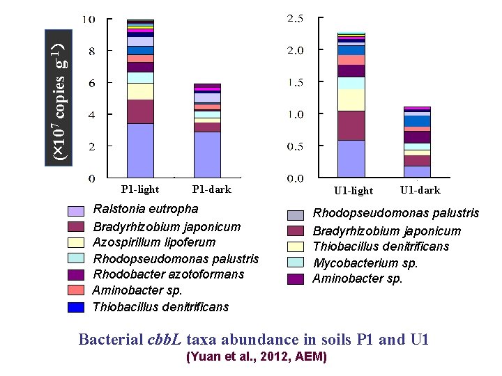 (× 107 copies g-1） P 1 -light P 1 -dark Ralstonia eutropha Bradyrhizobium japonicum