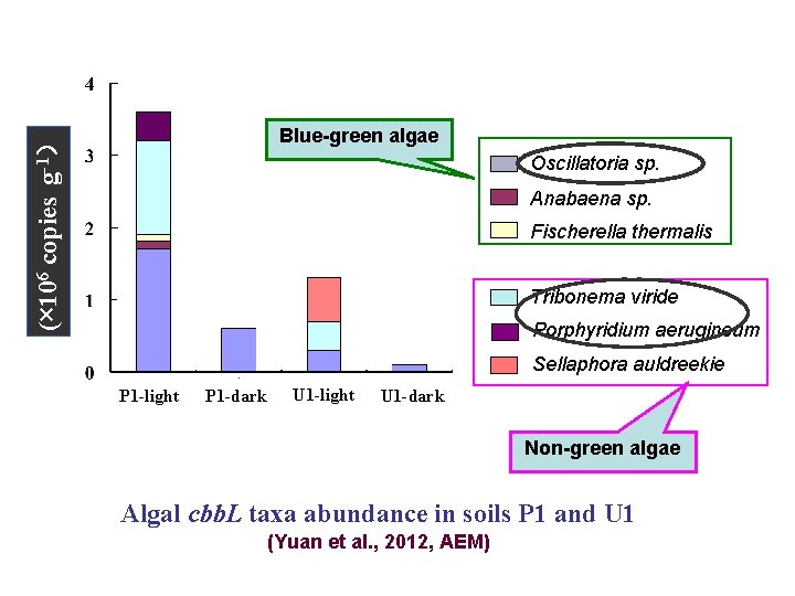 (× 106 copies g-1） Blue-green algae Oscillatoria sp. Anabaena sp. Fischerella thermalis Tribonema viride