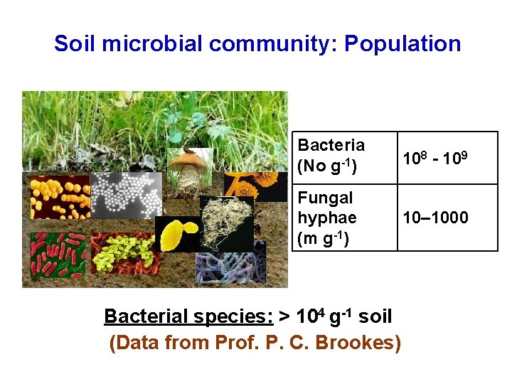 Soil microbial community: Population Bacteria (No g-1) 108 - 109 Fungal hyphae (m g-1)