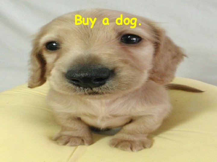 Buy a dog. 