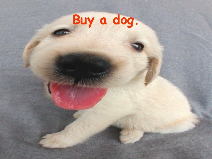 Buy a dog. 