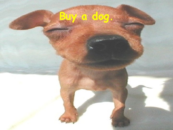 Buy a dog. 