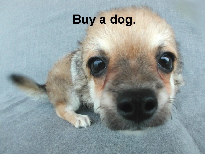 Buy a dog. 