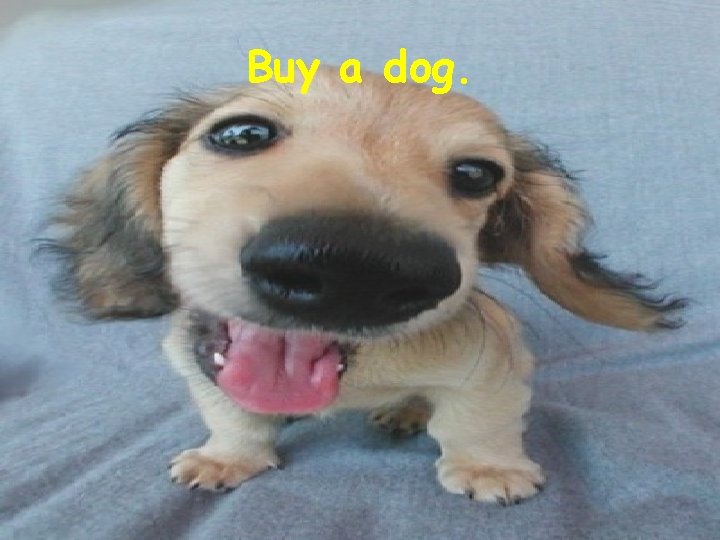 Buy a dog. 