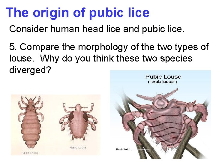 The origin of pubic lice Consider human head lice and pubic lice. 5. Compare