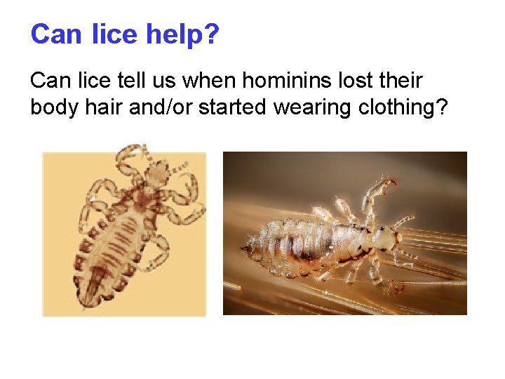 Can lice help? Can lice tell us when hominins lost their body hair and/or