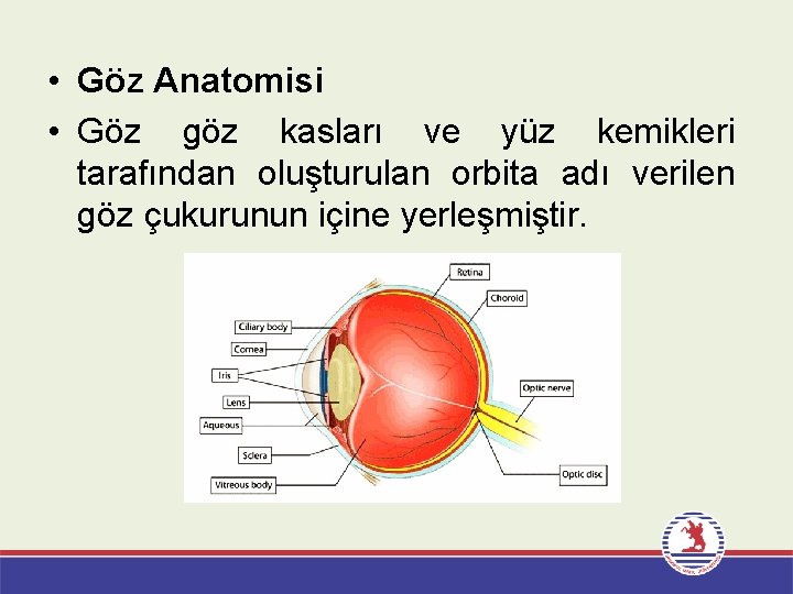  • Göz Anatomisi • Göz göz kasları ve yüz kemikleri tarafından oluşturulan orbita