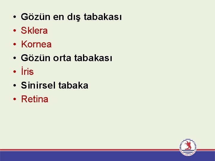  • • Gözün en dış tabakası Sklera Kornea Gözün orta tabakası İris Sinirsel