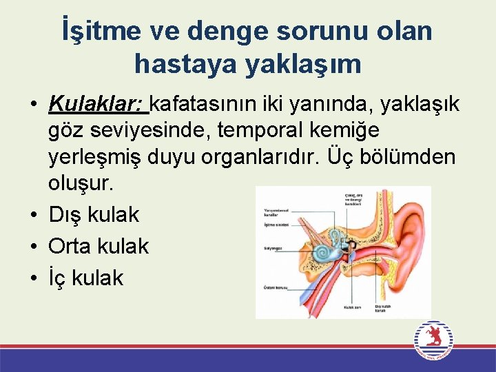 İşitme ve denge sorunu olan hastaya yaklaşım • Kulaklar: kafatasının iki yanında, yaklaşık göz