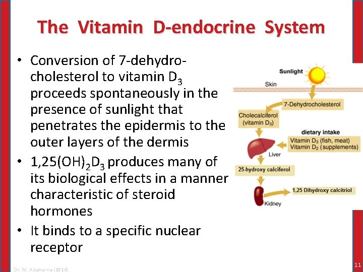 The Vitamin D-endocrine System • Conversion of 7 -dehydrocholesterol to vitamin D 3 proceeds