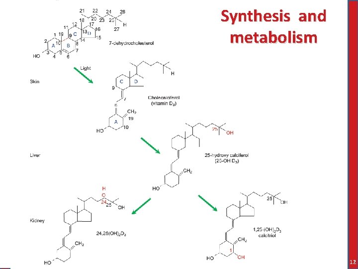 Synthesis and metabolism 12 