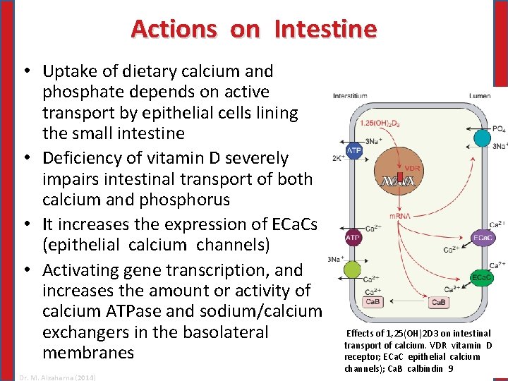 Actions on Intestine • Uptake of dietary calcium and phosphate depends on active transport