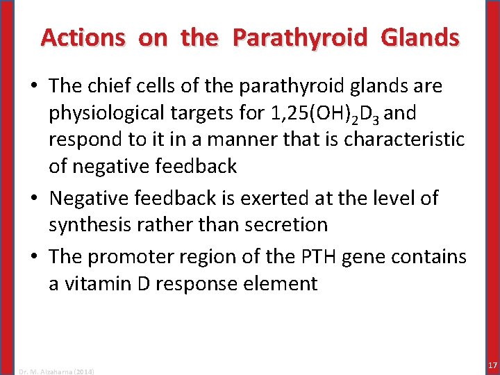 Actions on the Parathyroid Glands • The chief cells of the parathyroid glands are
