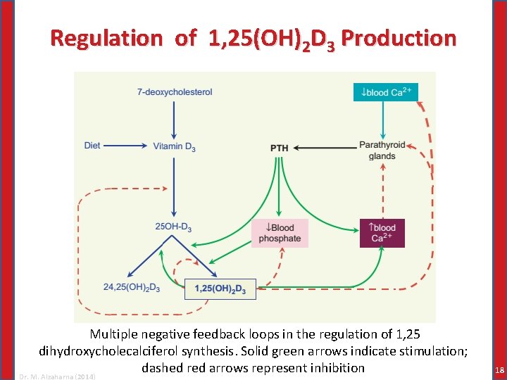 Regulation of 1, 25(OH)2 D 3 Production Multiple negative feedback loops in the regulation