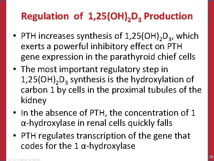 Regulation of 1, 25(OH)2 D 3 Production • PTH increases synthesis of 1, 25(OH)2