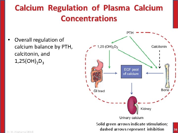 Calcium Regulation of Plasma Calcium Concentrations • Overall regulation of calcium balance by PTH,