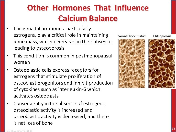 Other Hormones That Influence Calcium Balance • The gonadal hormones, particularly estrogens, play a