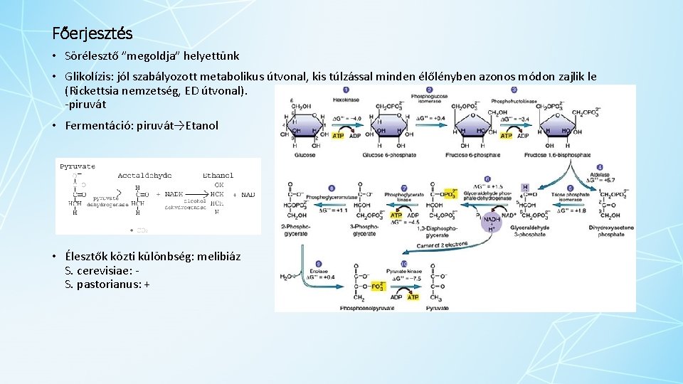 Főerjesztés • Sörélesztő ”megoldja” helyettünk • Glikolízis: jól szabályozott metabolikus útvonal, kis túlzással minden