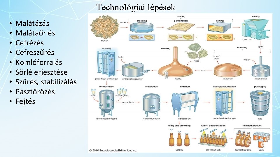 Technológiai lépések • • • Malátázás Malátaőrlés Cefrézés Cefreszűrés Komlóforralás Sörlé erjesztése Szűrés, stabilizálás