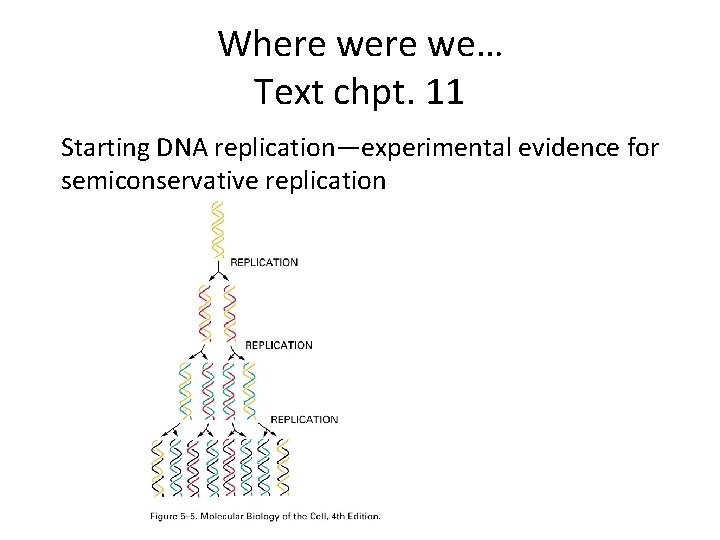 Molecular Biology Biol 480 Lecture 10 February 6