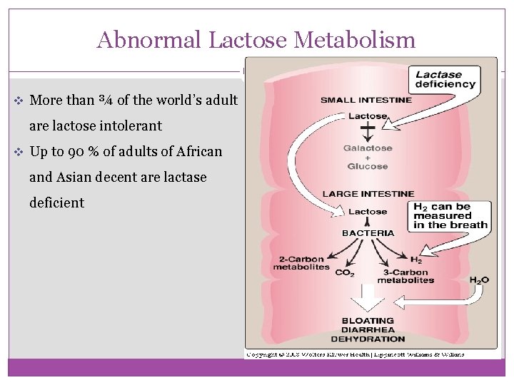Abnormal Lactose Metabolism v More than ¾ of the world’s adult are lactose intolerant