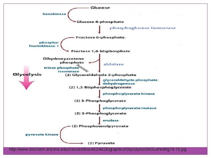 http: //www. biochem. arizona. edu/classes/bioc 462/462 b/graphics/Glycolysis. GNGLehn 4 fig 15 -15. jpg 