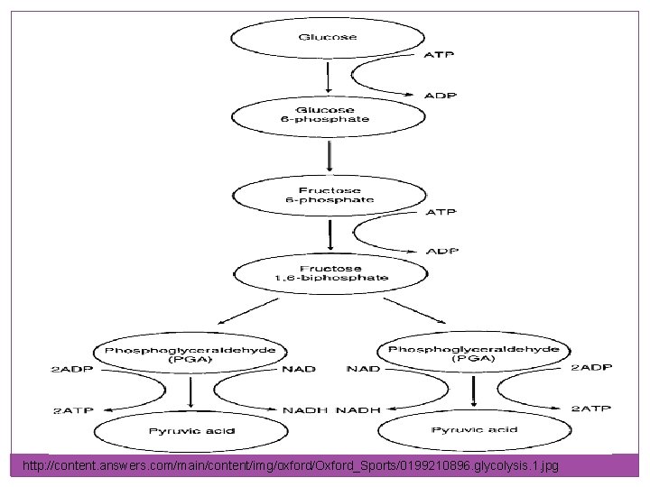 http: //content. answers. com/main/content/img/oxford/Oxford_Sports/0199210896. glycolysis. 1. jpg 