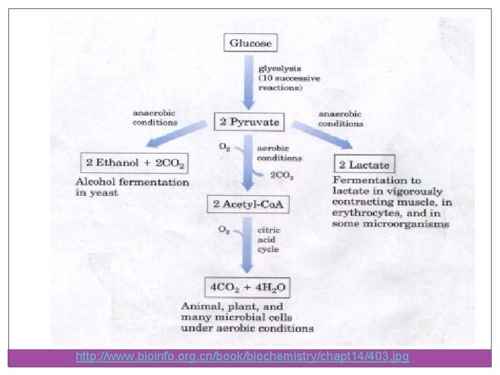 http: //www. bioinfo. org. cn/book/biochemistry/chapt 14/403. jpg 
