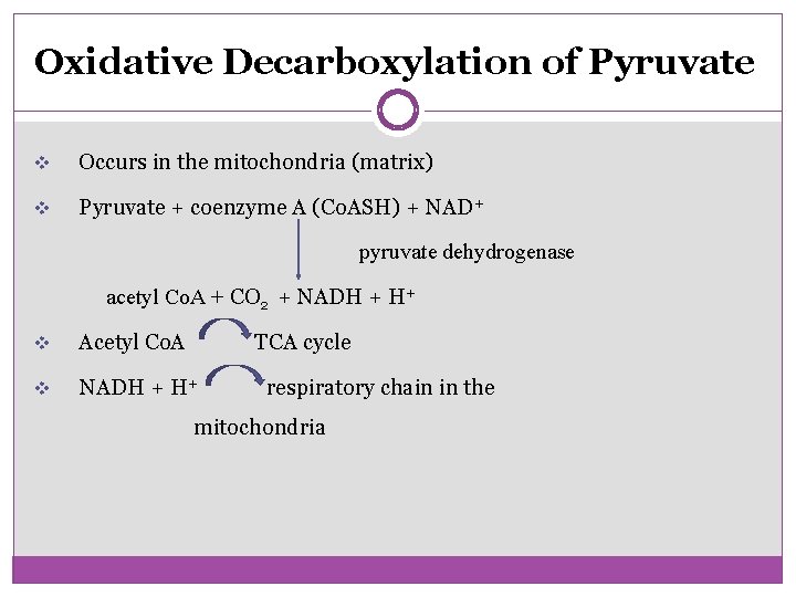 Oxidative Decarboxylation of Pyruvate v Occurs in the mitochondria (matrix) v Pyruvate + coenzyme