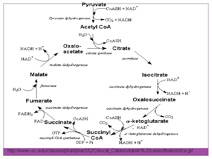 http: //www. uic. edu/classes/phar 332/Clinical_Cases/vitamin%20 cases/thiamin/tca. gif 