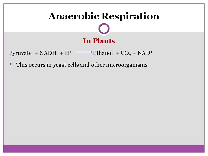 Anaerobic Respiration In Plants Pyruvate + NADH + H+ v Ethanol + CO 2