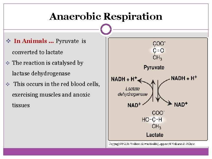 Anaerobic Respiration v In Animals … Pyruvate is converted to lactate v The reaction