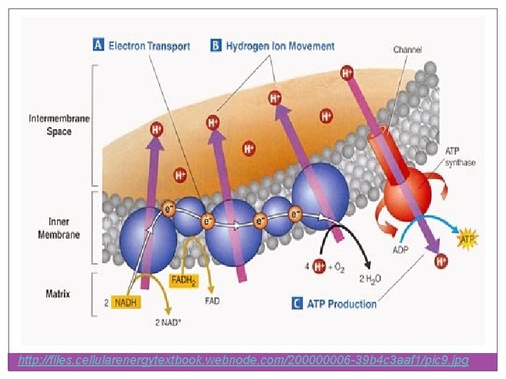 http: //files. cellularenergytextbook. webnode. com/200000006 -39 b 4 c 3 aaf 1/pic 9. jpg